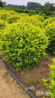 冠幅150厘米金叶女贞球