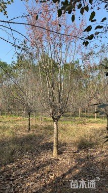 12公分垂丝海棠