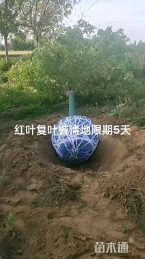 12公分红叶复叶槭