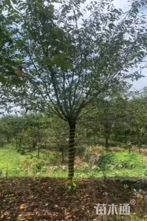 12公分高杆染井吉野樱