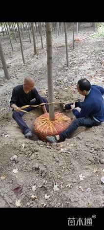 8公分美国红枫