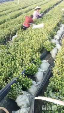 高度30厘米夏鹃