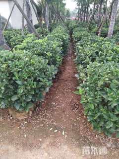 高度70厘米欧洲荚蒾