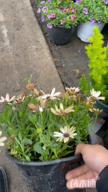 高度60厘米南非万寿菊