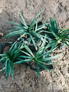 高度38厘米玉龙草