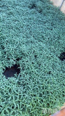 高度20厘米墨西哥鼠尾草