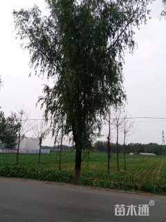 高度1200厘米黄柳
