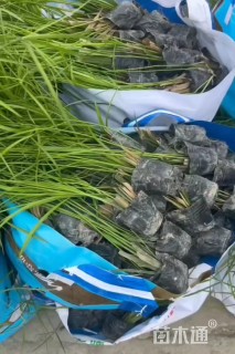 高度30厘米旱伞草