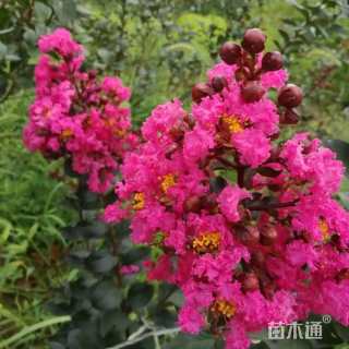 高度250厘米天鹅绒紫薇