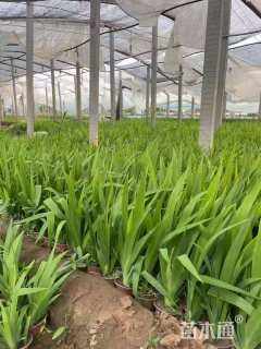 高度35厘米灯心草