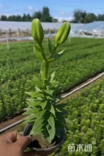高度20厘米百合
