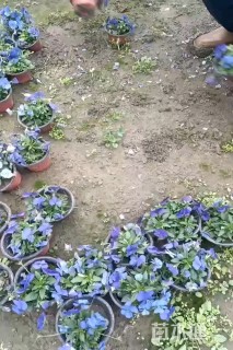 高度30厘米芙蓉菊