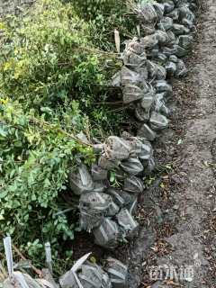 高度40厘米火棘