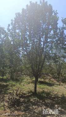 14公分绚丽海棠