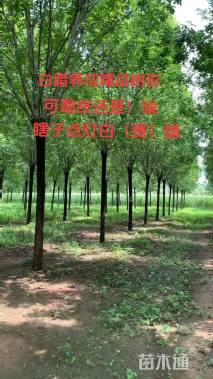 16公分白蜡