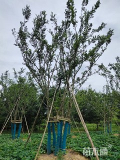 50公分丛生朴树