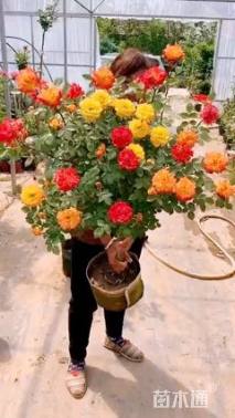 高度40厘米月季