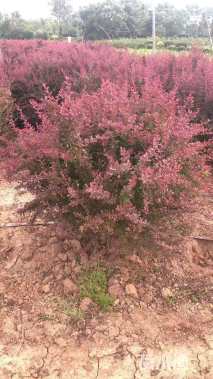 高度150厘米红叶小檗