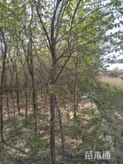 45公分暴马丁香