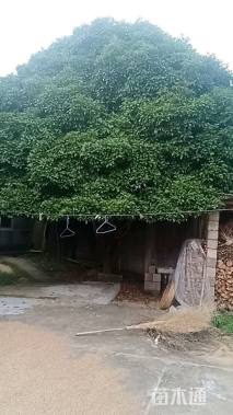 30公分桂花