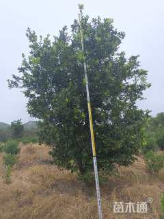 15公分(2杆)丛生香橼