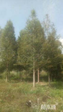 20公分水杉