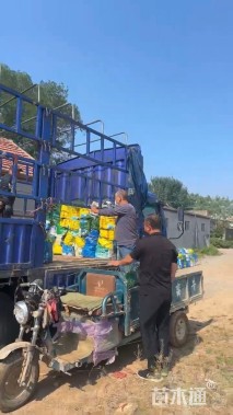 高度60厘米八仙花