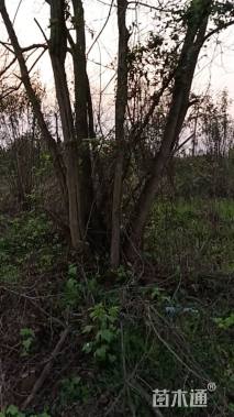 40公分香樟
