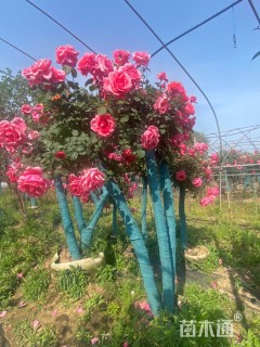 高度150厘米月季