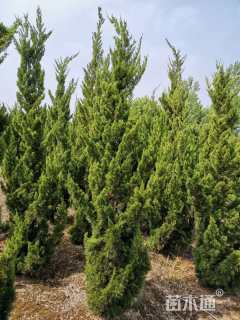 高度180厘米龙柏