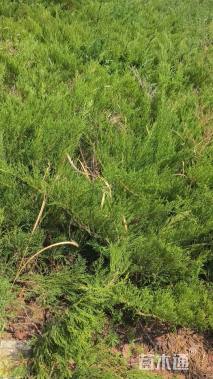 高度40厘米沙地柏