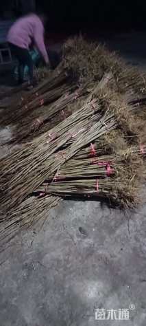 原生苗大果圆柏