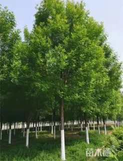 9公分白蜡
