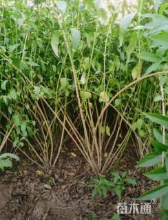 高度100厘米连翘