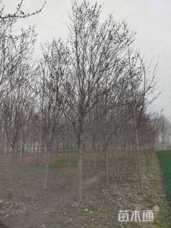 12公分美国红枫