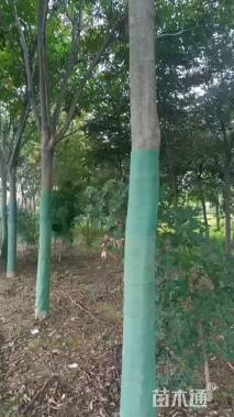 13公分栾树
