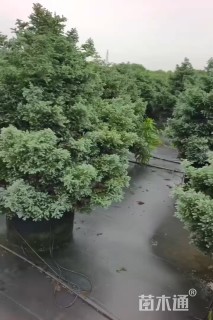 高度50厘米蓝色波尔瓦