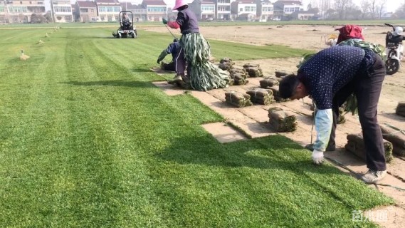 混播黑麦草