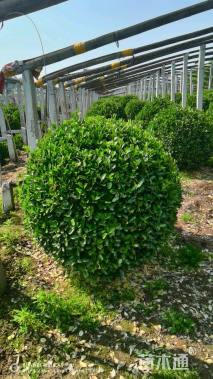 冠幅120厘米冬青球