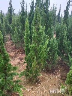 高度100厘米龙柏