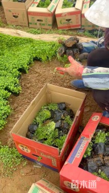 高度10厘米白花三叶草