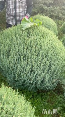 冠幅100厘米刺柏球