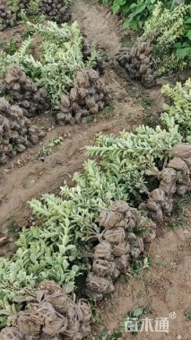 高度45厘米金边黄杨小苗