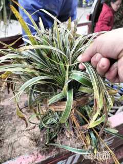 高度30厘米金边麦冬