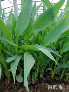 高度40厘米水生美人蕉