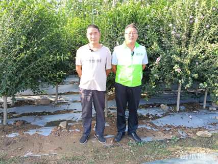 高度150厘米木槿