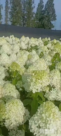 高度50厘米圆锥绣球