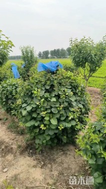 灌木