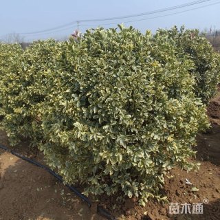 冠幅200厘米金边黄杨球