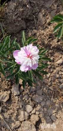 高度40厘米芍药